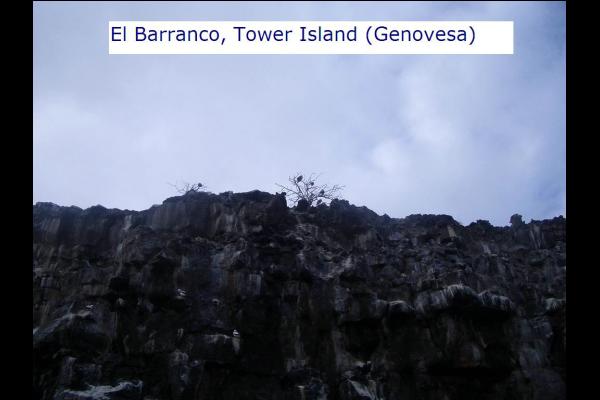 Barranco Snorkel, Tower Island